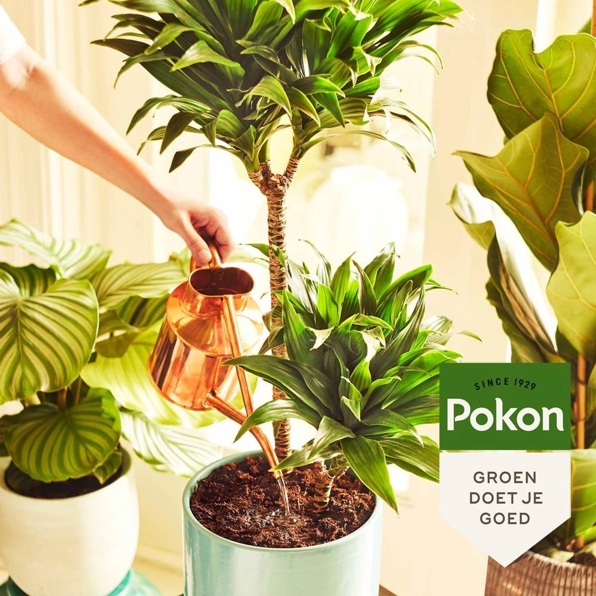 Pokon Kamerplanten Voeding - 1l - Plantenvoeding - 20ml Per 1L Water - Afbeelding 4