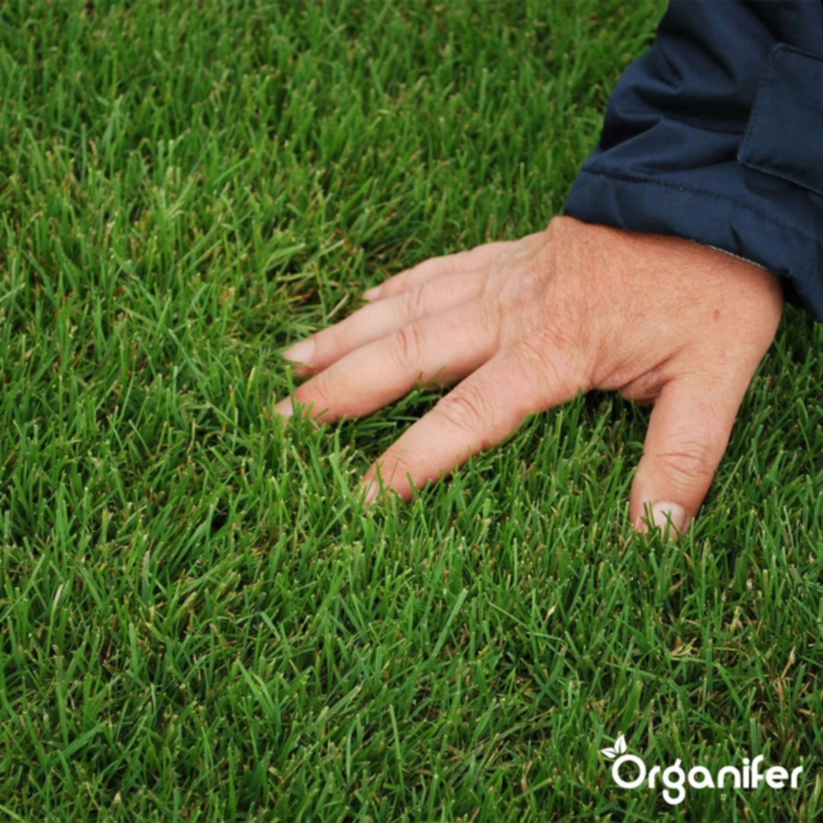 IJzersulfaat Meststof – Mos Verwijderaar – 5kg -Voor 250m2 (organifer) - Afbeelding 2