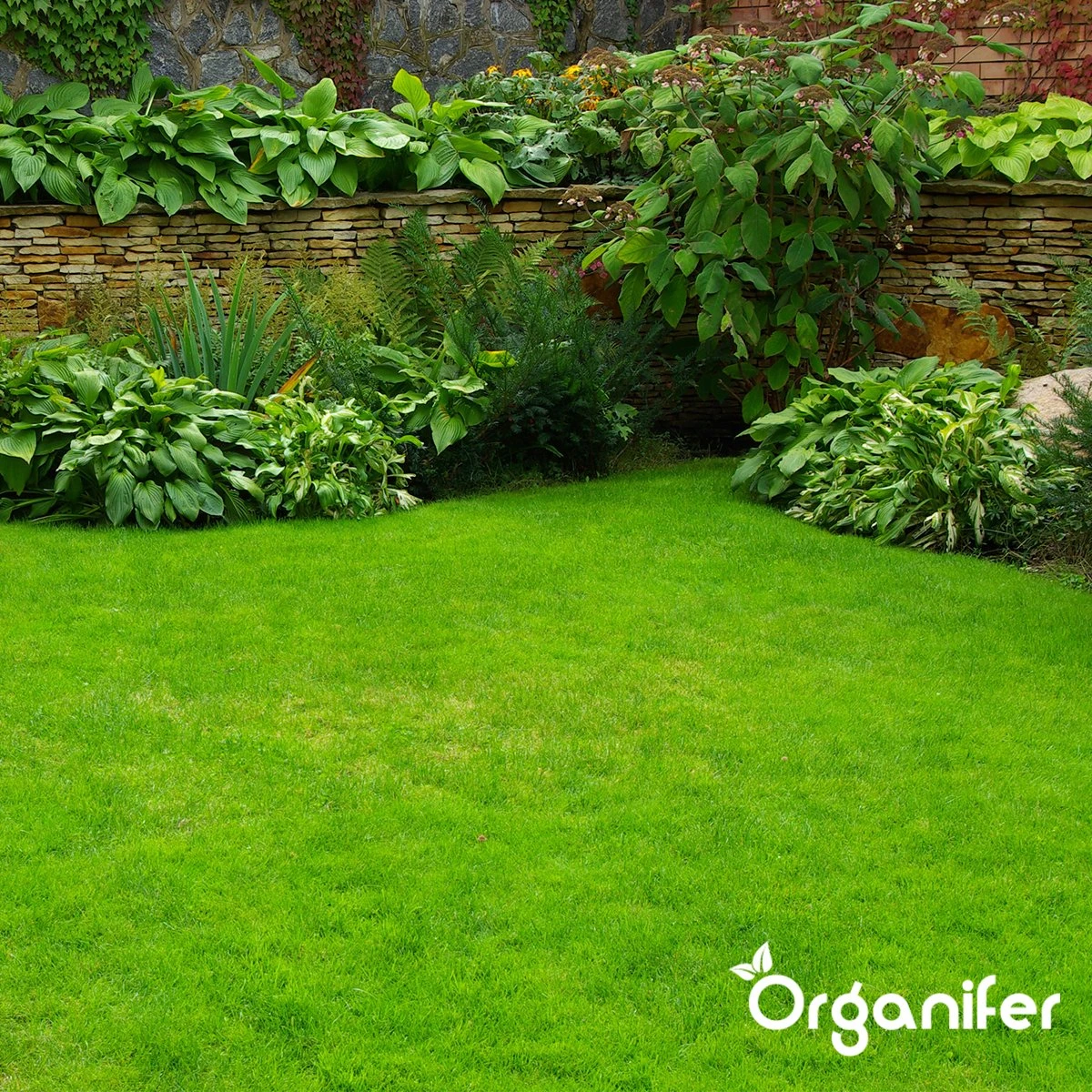 IJzersulfaat Meststof – Mos Verwijderaar – 5kg -Voor 250m2 (organifer) - Afbeelding 3