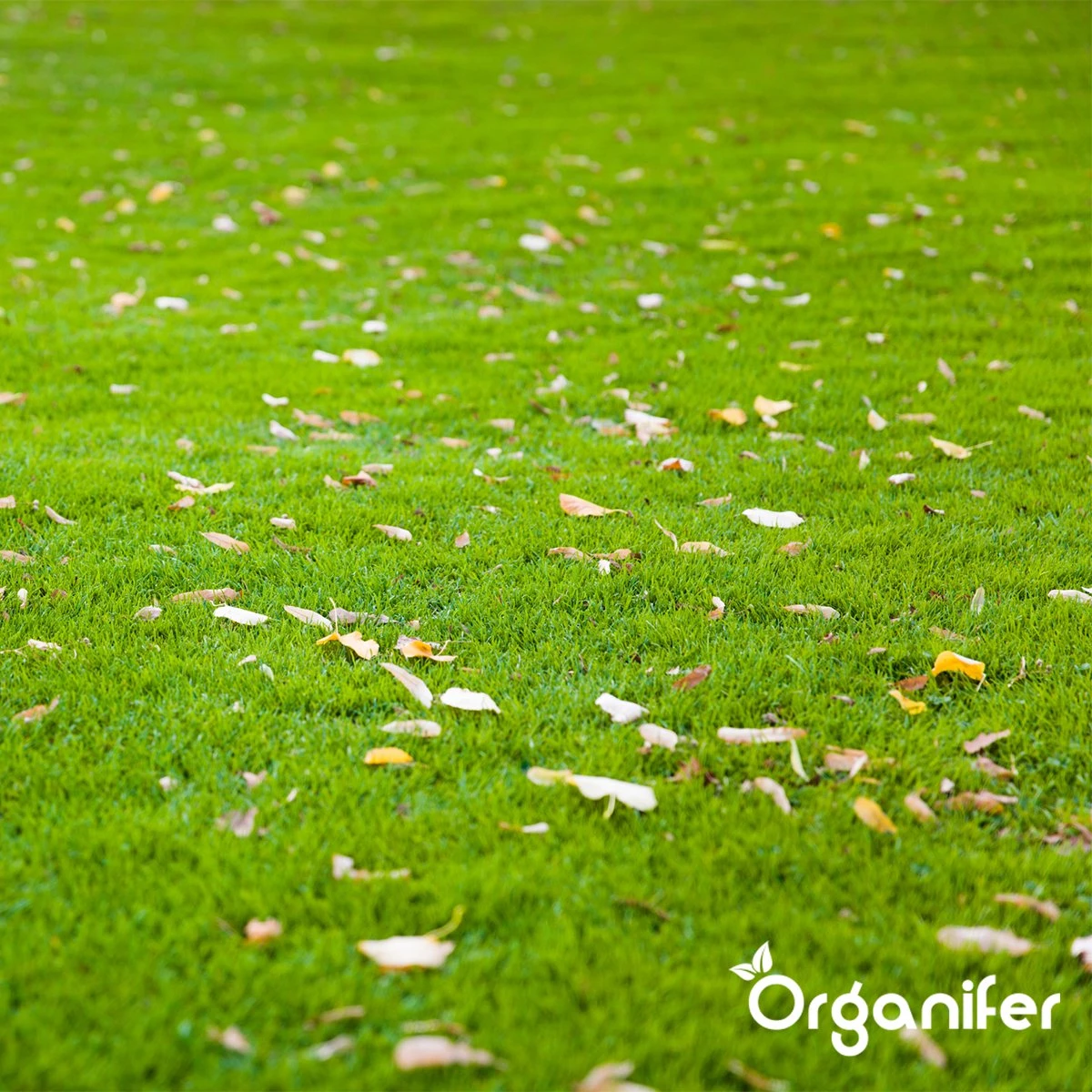 IJzersulfaat Meststof – Mos Verwijderaar – 5kg -Voor 250m2 (organifer) - Afbeelding 6