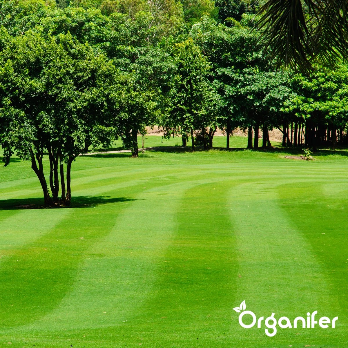 IJzersulfaat Meststof – Mos Verwijderaar – 5kg -Voor 250m2 (organifer) - Afbeelding 7