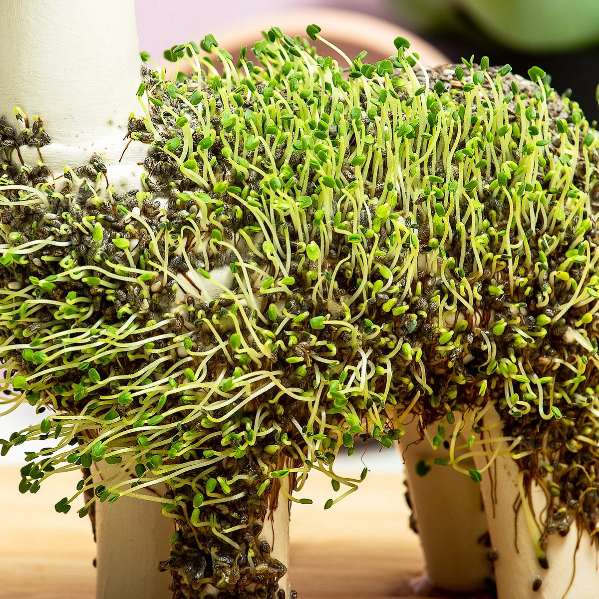 Gift Republic Lama Bloempot Met Zaadjes - Afbeelding 2