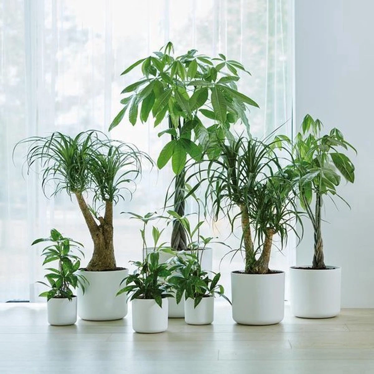 Elho B.for Soft Rond 30 - Bloempot Voor Binnen - Ø 29.5 X H 27.6 Cm - Wit - Afbeelding 6