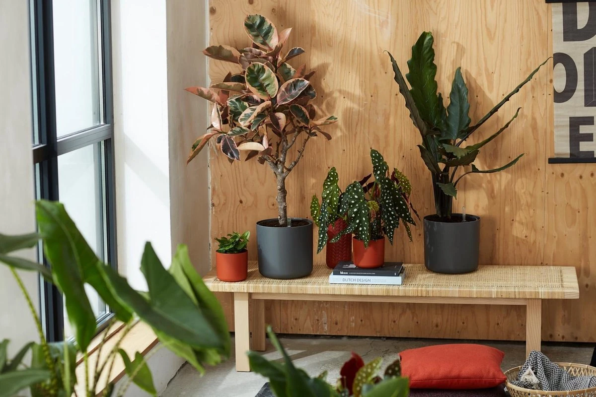 Elho B.for Soft Rond 30 - Bloempot Voor Binnen - Ø 29.5 X H 27.6 Cm - Wit - Afbeelding 11