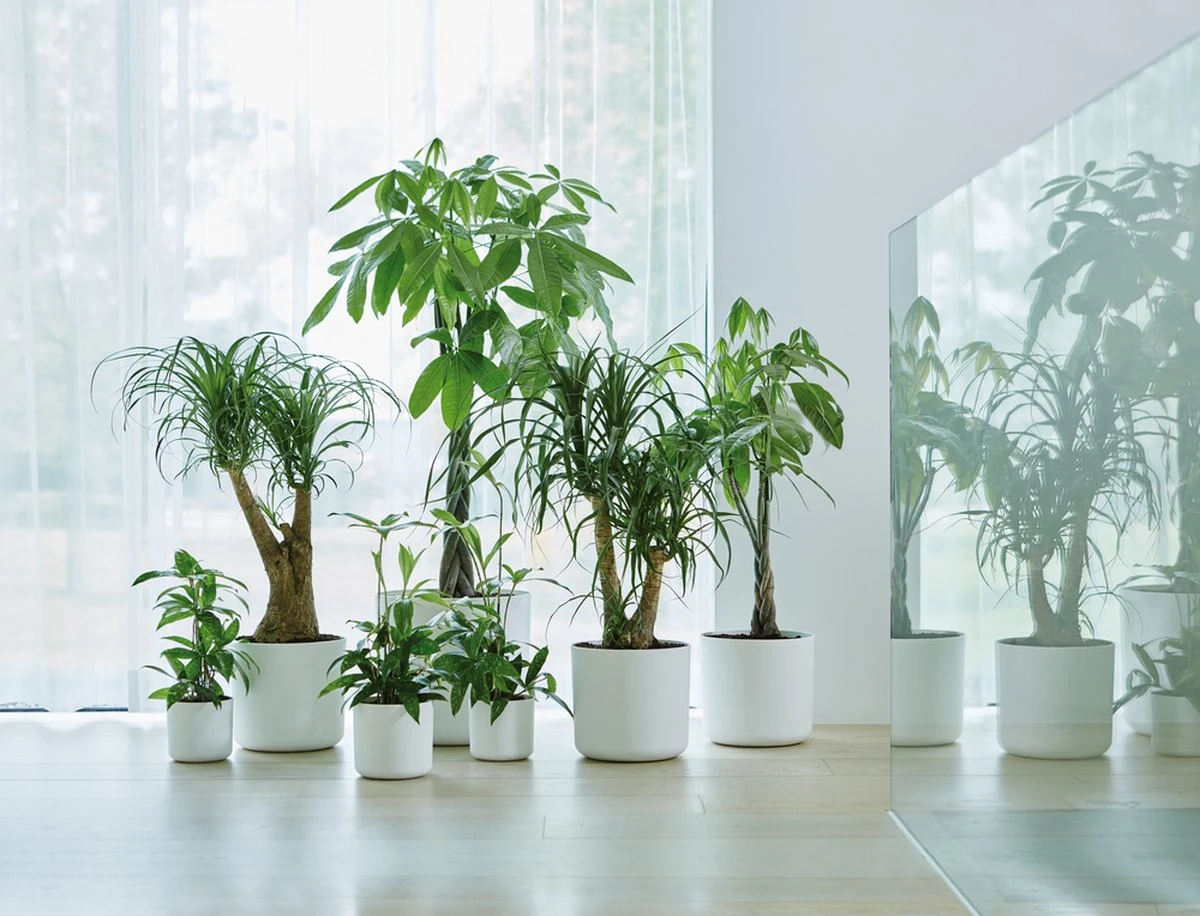 Elho B.for Soft Rond 30 - Bloempot Voor Binnen - Ø 29.5 X H 27.6 Cm - Wit - Afbeelding 16